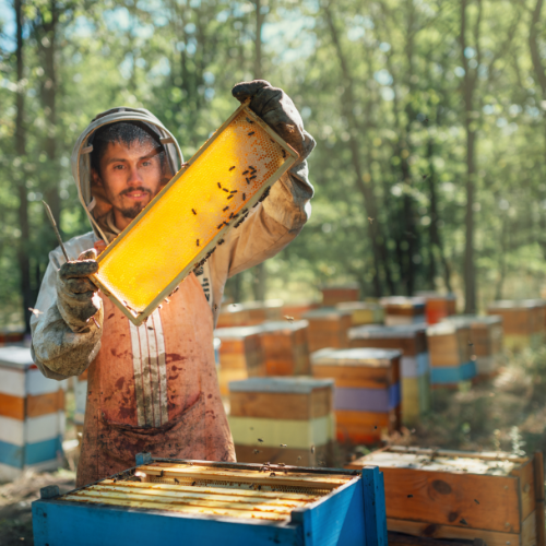"Unlocking the Sweet Secrets of Manuka Honey: Nature's Golden Elixir for Health and Wellness"